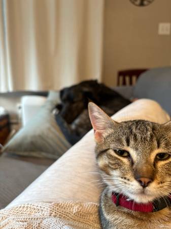 4 month male tabby, Free to a good home (Hoodsport)63874561047681121