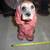 1962 STATE FAIR COCKER SPANIEL CARNIVAL CHALK FIGURE! Large 10" Tall!! 9 thumbnail