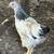 Posting for friend. No Email Call/Text only Chickens Bantam & Standard 2 thumbnail