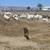 25 Big Boer Wethers 6 thumbnail