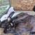Rabbits 1 thumbnail