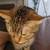 Lost tabby cat brown with white paws 1 thumbnail