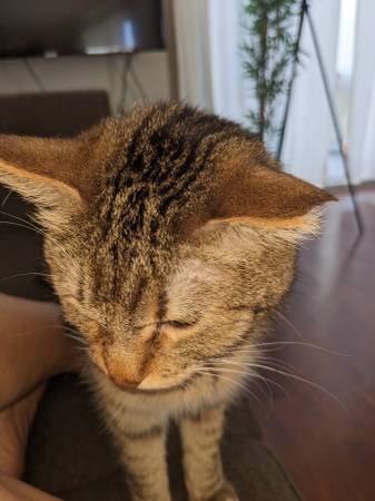 Lost tabby cat brown with white paws 1