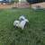 Dog found 1 thumbnail
