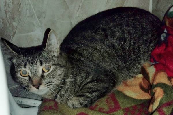 Found female tabby cat (Loring park)63906251043842120