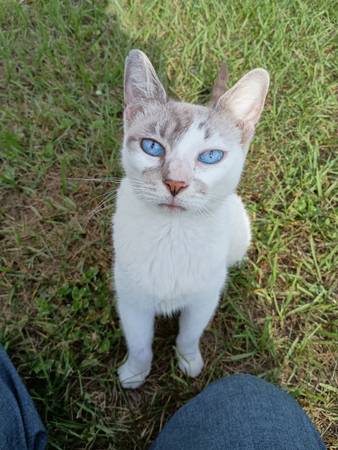 Gato de ojos azules precioso (NE Ocala)63861889669505120