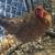 Laying hens 3 thumbnail