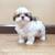 Mini shihtzu 1 thumbnail