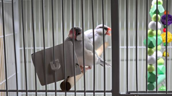 Java finches 1