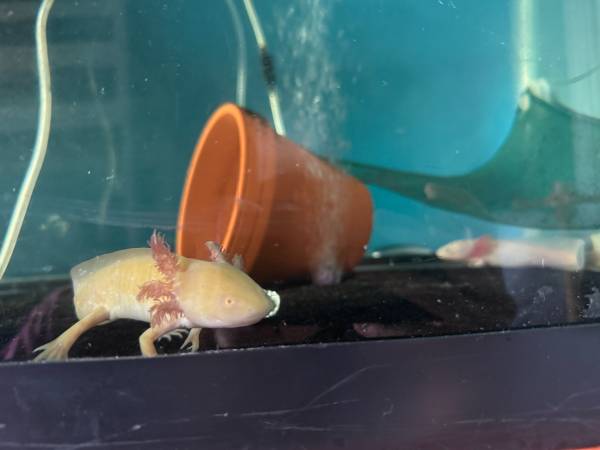 Axolotls (Twin Lake)538900726326896642