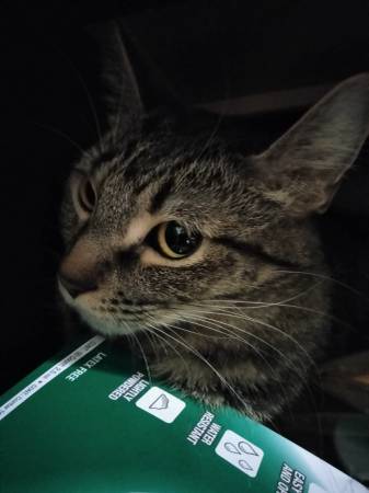 Found female tabby cat (Loring park)63906251043842121