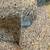 Carpet Padding 2 thumbnail