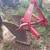 Double bottom plow 1 thumbnail