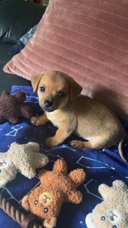 Boy Chiweenie puppy (Bloomingdale)63697180784003120
