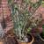 large potted plants 4 thumbnail