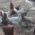 Chickens 1 thumbnail