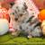 Pomeranian Pumpkins 1 thumbnail