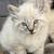 Siamese kittens 1 thumbnail