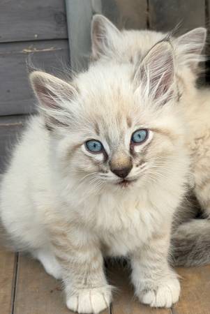 Siamese kittens 1