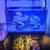 Established 65-Gallon Reef Salt Water Aquarium & Equipment 1 thumbnail