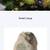 Outdoor rock speaker 11 thumbnail