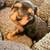 Yorkie pups 1 thumbnail