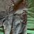 Affliction Jacket (Black Premium) 4 thumbnail