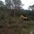 Free cedar clearing 6 thumbnail