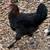 Copper Maran Pullets 1 thumbnail