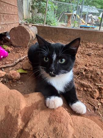 Cat 1