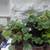 Organically grown strawberry plants 2 thumbnail