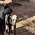 Boars 12 thumbnail
