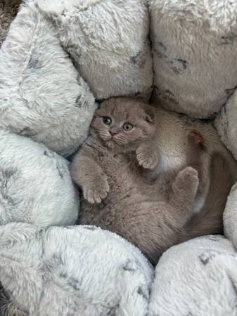 7 Month Scottish Fold (Bothell)63942500959746120