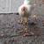 Leghorn Cockerel 3 thumbnail