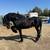 Frisian Colt / Potrillo Frisian 3 thumbnail
