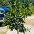 Mandarin Trees - as in Satsuma 2 thumbnail