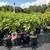 Raspberry, Elderberry, Grape, Blackberry, Aronia Berry, & more. $6.97 3 thumbnail
