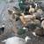 Young Peafowl 3 thumbnail