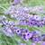 (3) Mature English Lavender in 2 Gal. Pot Bushes Borders Patio 5 thumbnail