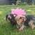 🐶 Dorkie Puppies (Dachshund x Yorkie) – Ready Soon 4 thumbnail