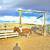 yrlg grade paint colt / horse 9 thumbnail