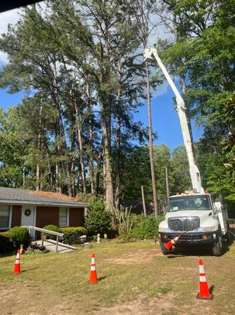 Tree service 1