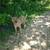 Cane corso 3 thumbnail