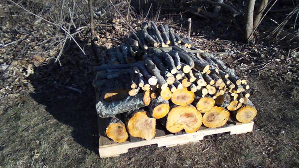 apple tree wood for smoker 1