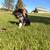 Small puppy 2 thumbnail
