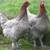 Cold hardy hens Chicks chickens pullets all female almost laying eggs 1 thumbnail