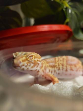 Leopard gecko 1