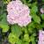 Hydrangeas 2 thumbnail