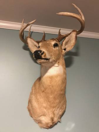 Whitetail Deer 8 point Taxidermy Mount 1