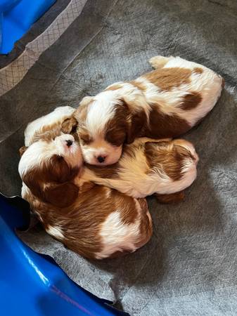 Cavalier King Charles spaniels (Killdeer)